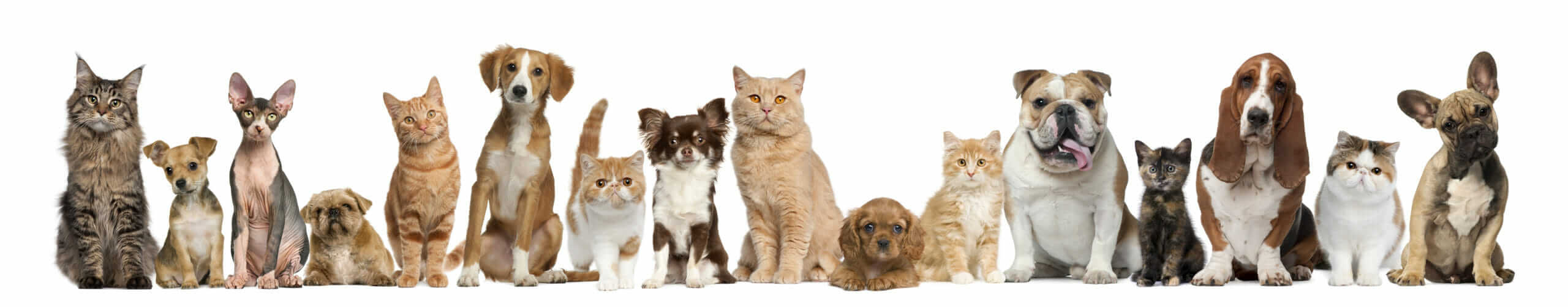 Pets Family Header Image