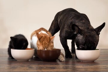3 pets enjoy a meal, each from their own bowl