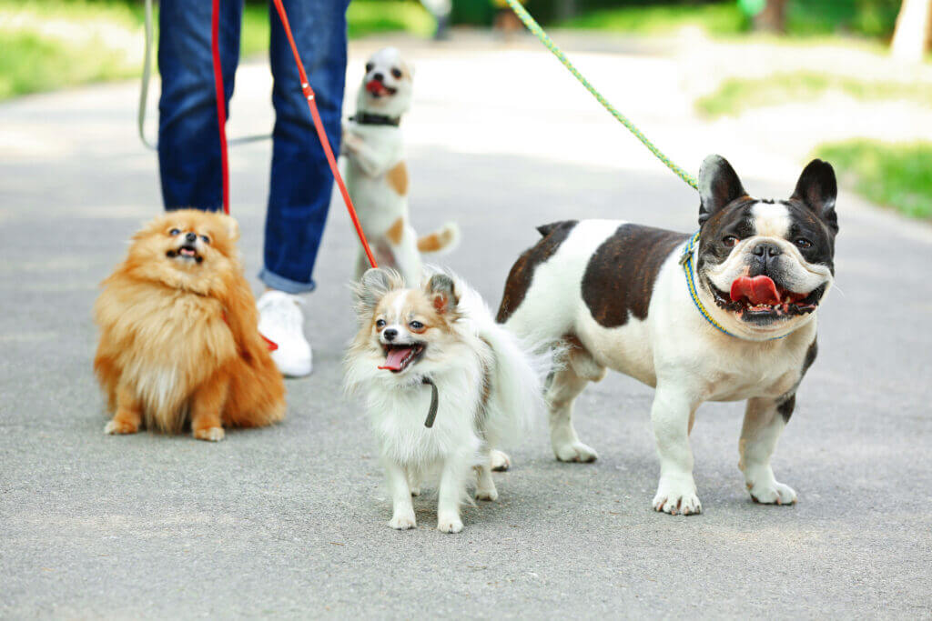 Woman walking dogs in park