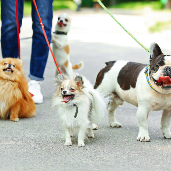 Woman walking dogs in park