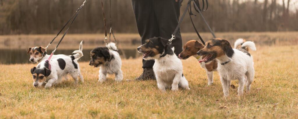 Spaziergang mit vielen Hunden Rudel Jack Russell Terrier