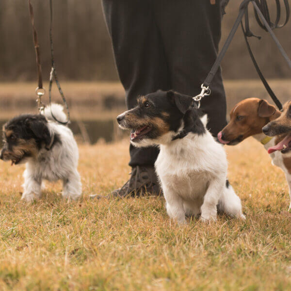 Spaziergang mit vielen Hunden Rudel Jack Russell Terrier