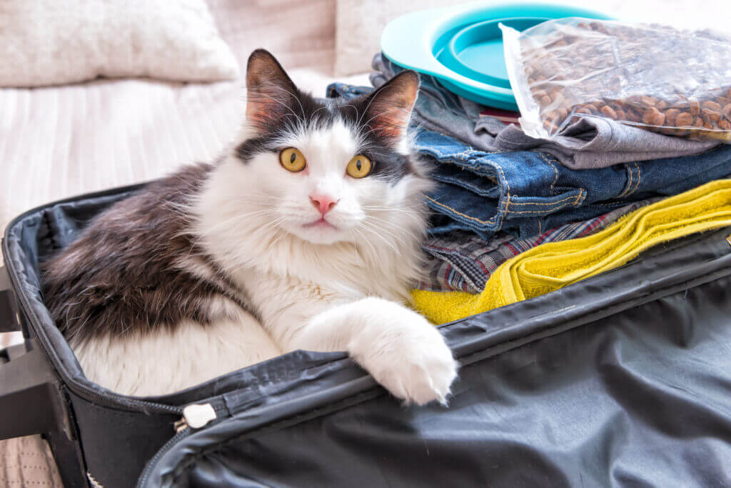 Cat sitting in the suitcase