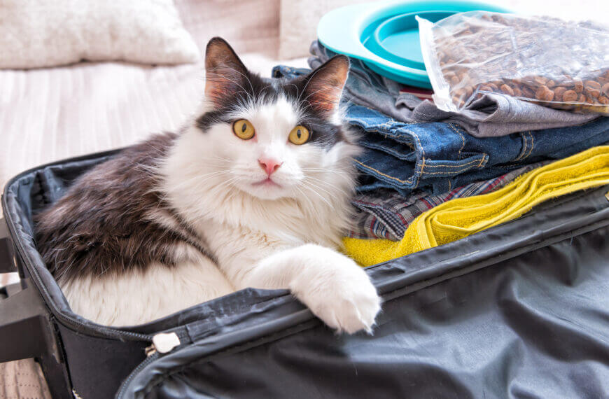 Cat sitting in the suitcase