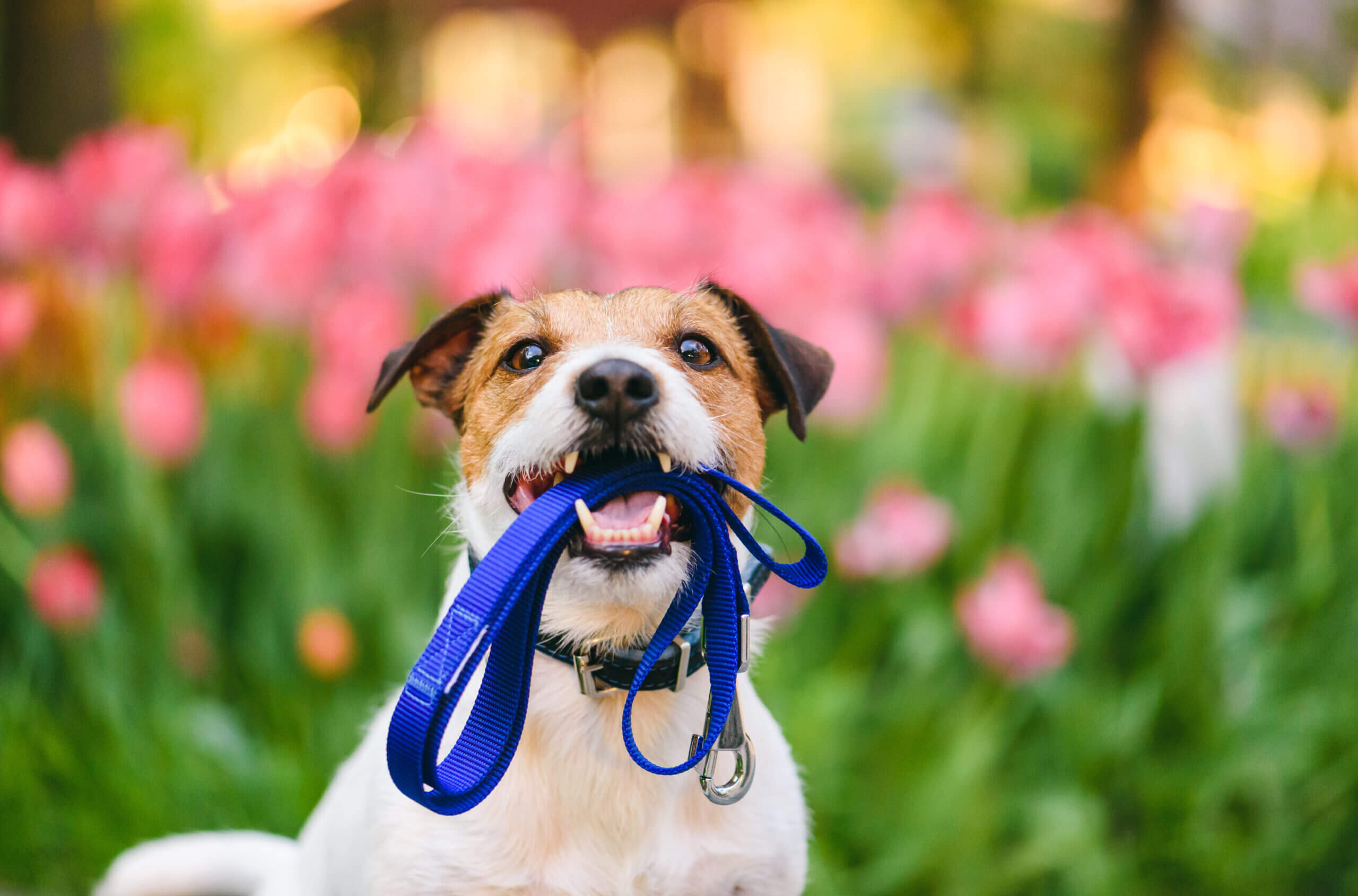 Finding the Best Dog Walking Service for Your Furry Friend’s Needs
