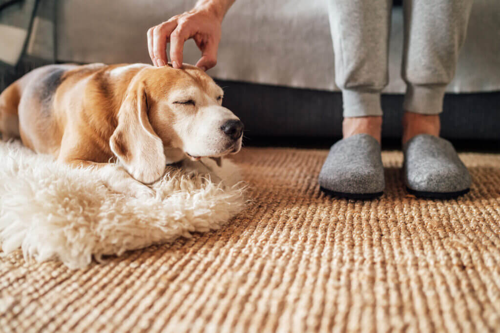 Beagle dog owner caress stroking his pet lying on the natural st