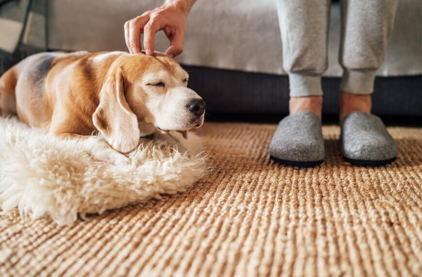 Beagle dog owner caress stroking his pet lying on the natural st