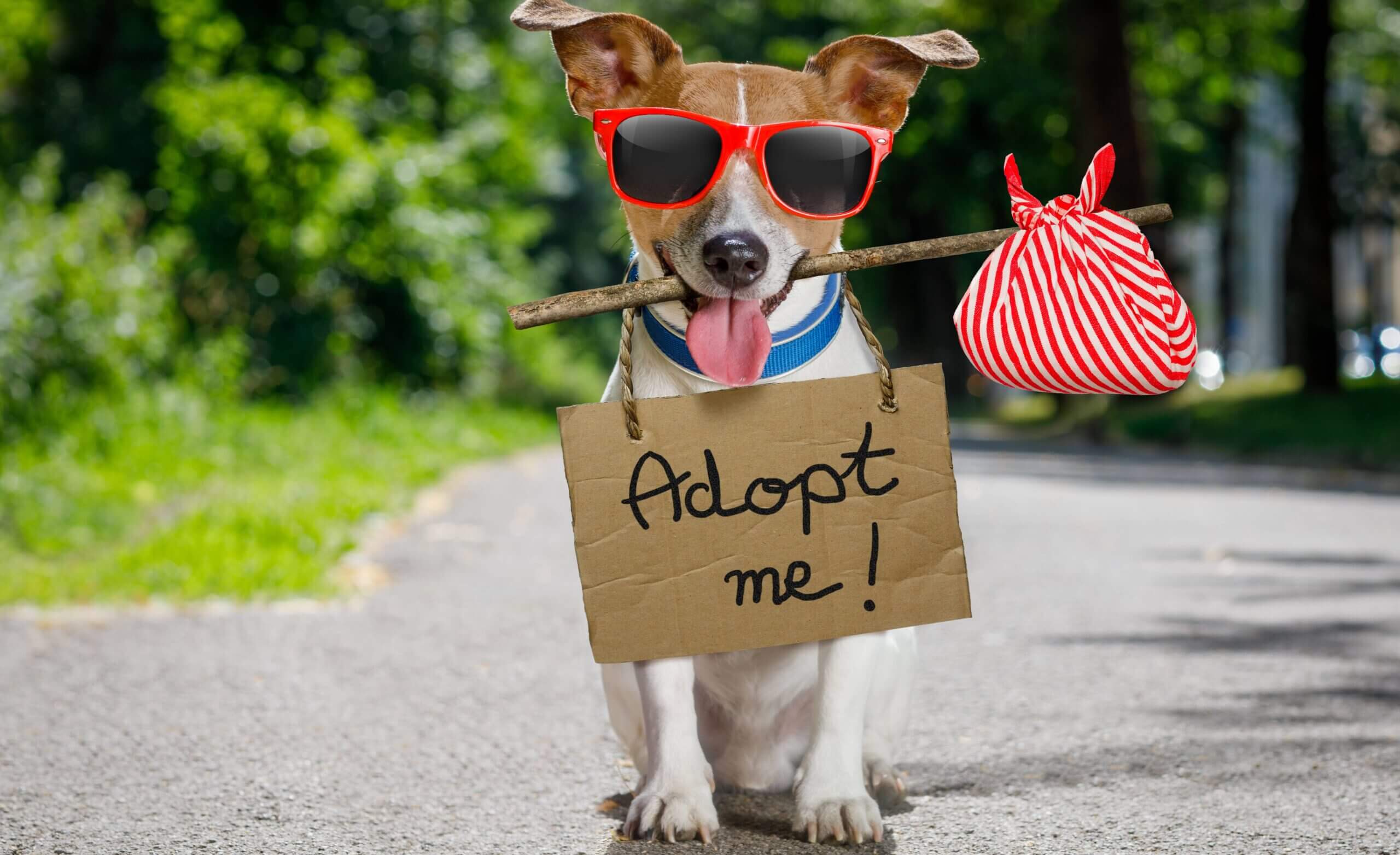 10 Reasons to Get Your Next Dog from a Shelter, Humane Society, or Rescue Organization