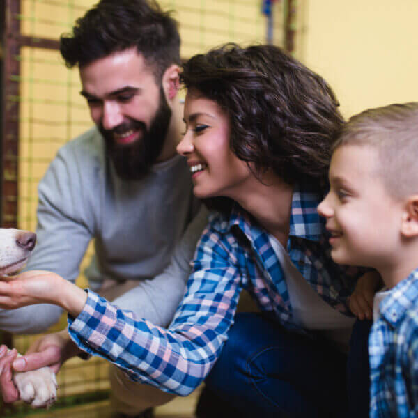 How to Find the Perfect Pup for Your Family: 4 Strategies from Pet Care Specialists
