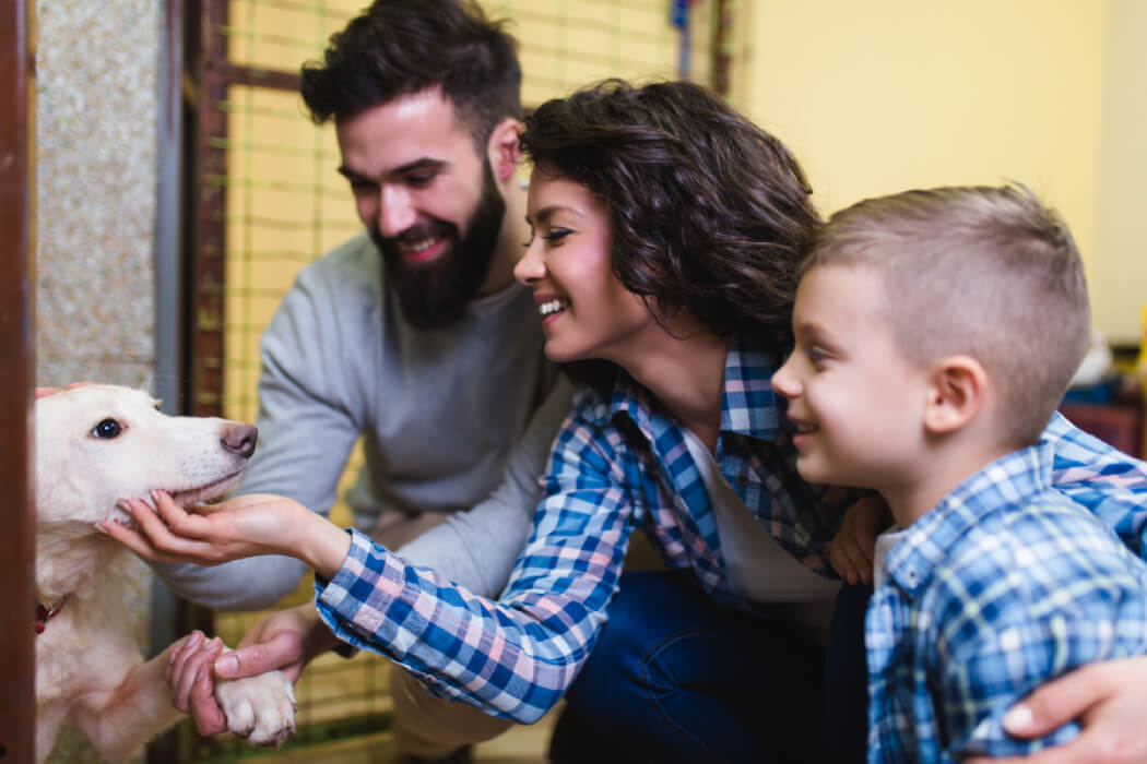 How to Find the Perfect Pup for Your Family: 4 Strategies from Pet Care Specialists