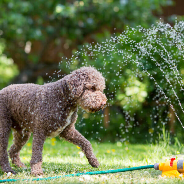 Keep Your Pups Cool During the Dog Days of Summer: A Guide from Your Favorite Pet Care Specialists