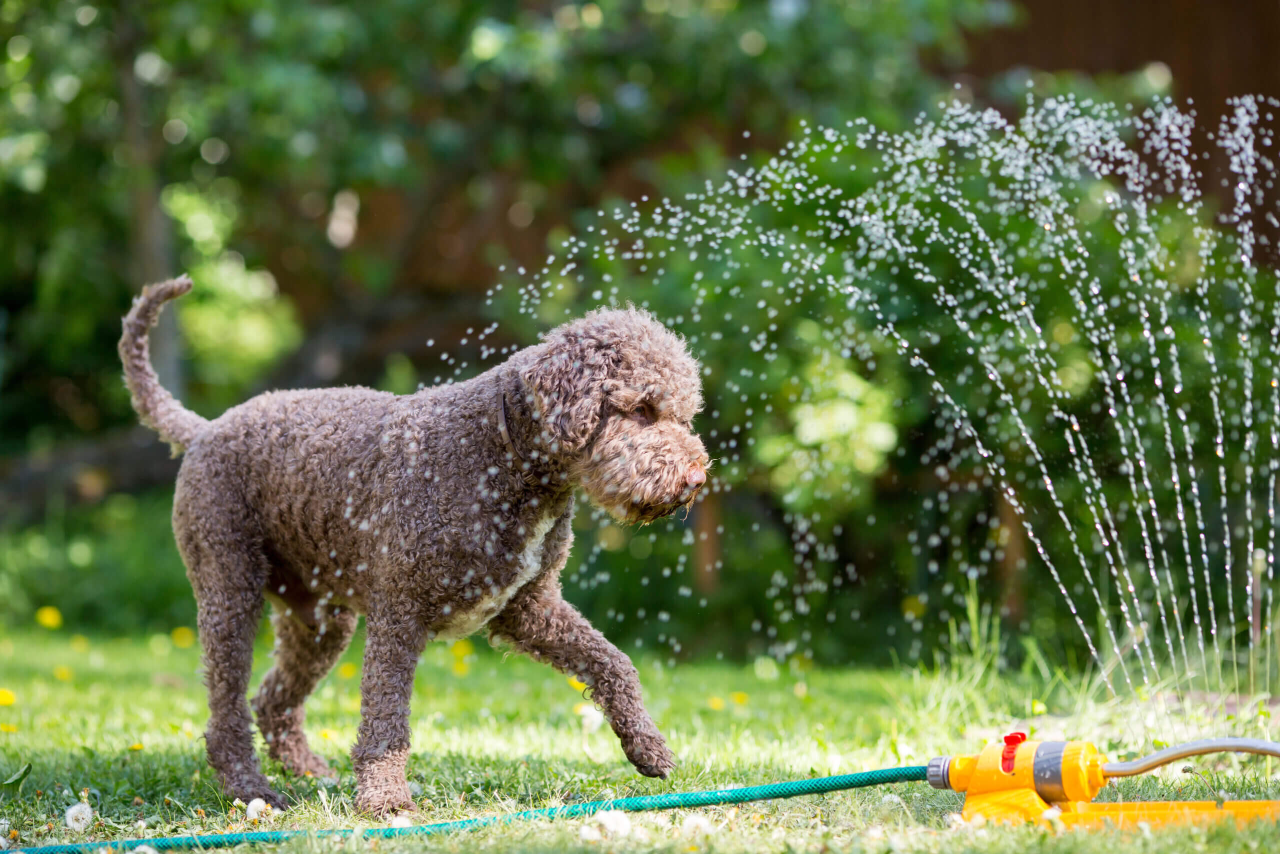 Keep Your Pups Cool During the Dog Days of Summer: A Guide from Your Favorite Pet Care Specialists