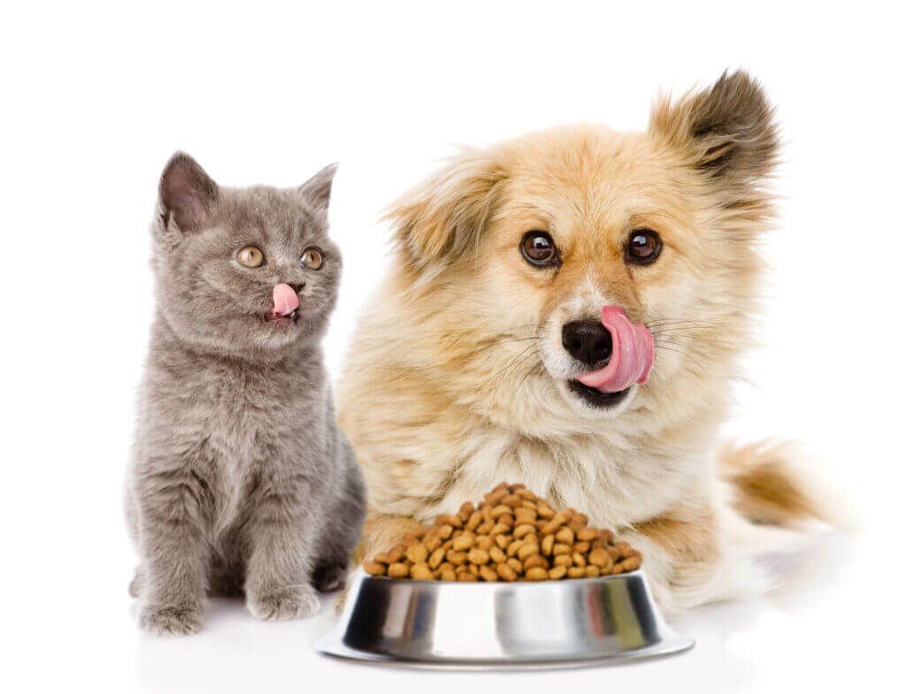 kitten and licking lips hungry dog sitting with a empty bowl. is