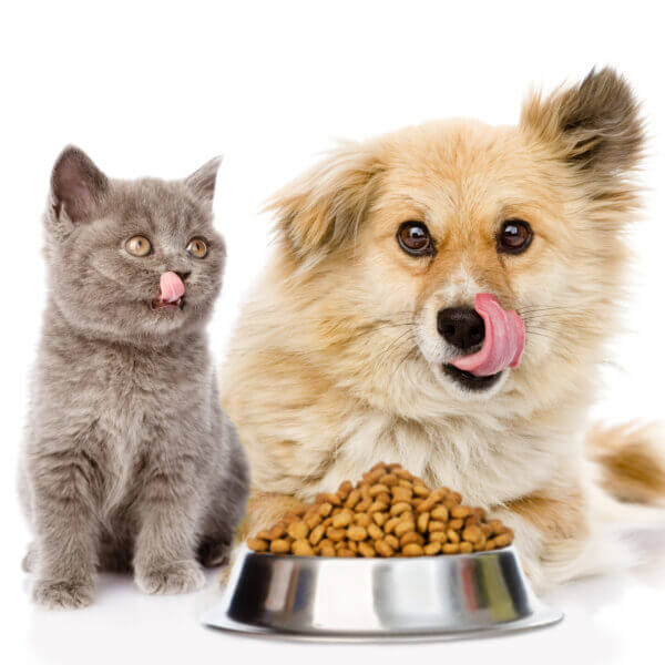 kitten and licking lips hungry dog sitting with a empty bowl. is