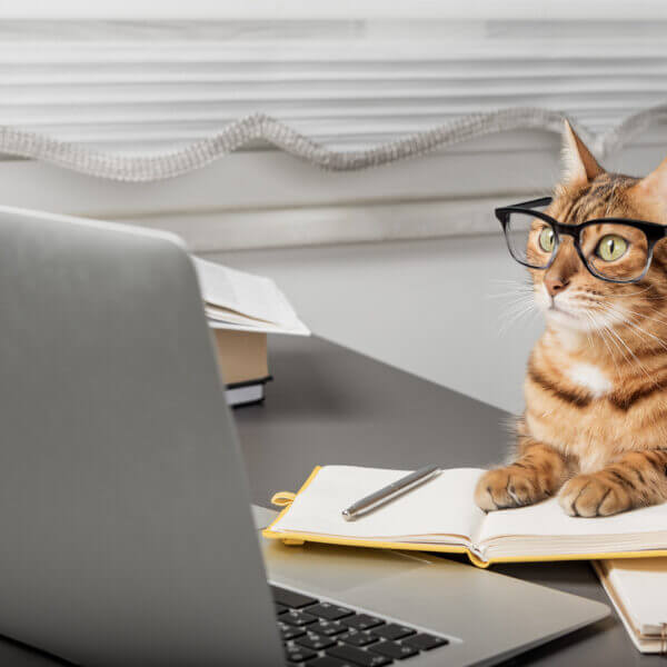 Charming cat in glasses working with a laptop.
