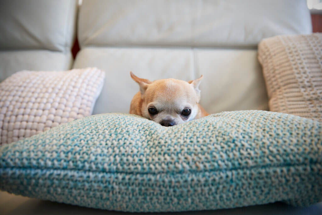 Chihuahua Dog Sitting On Cushion Indoors