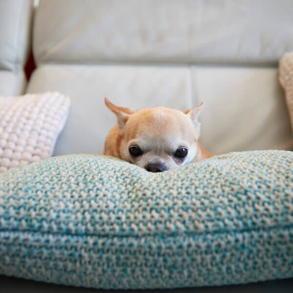 Chihuahua Dog Sitting On Cushion Indoors