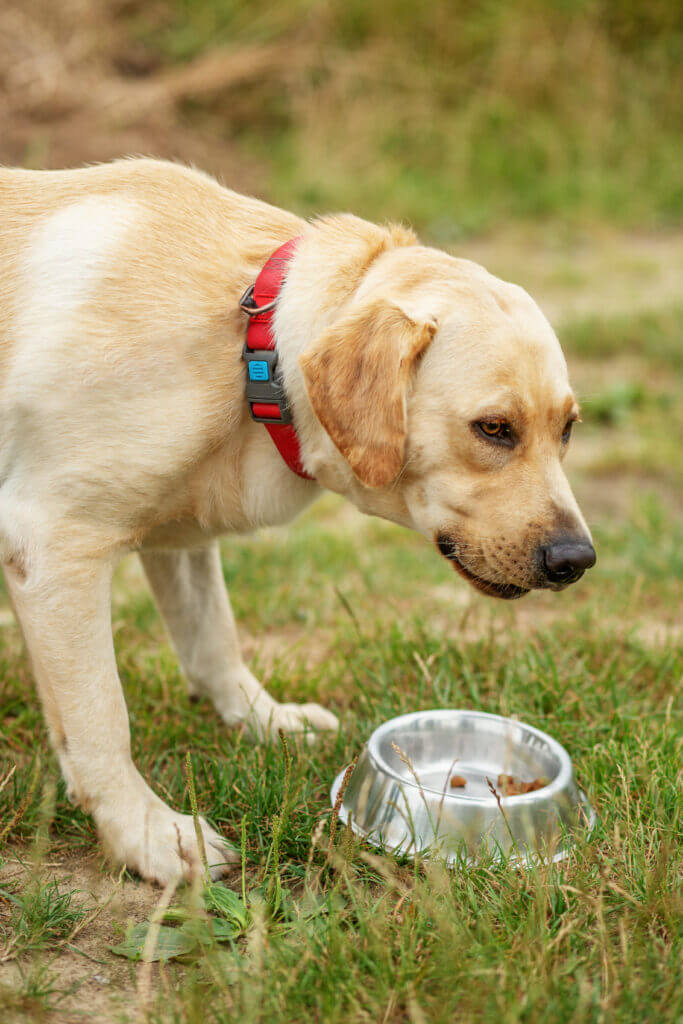 Cute dog eats his food on the lawn. Red collar for dogs. Playing pets, pet concept.