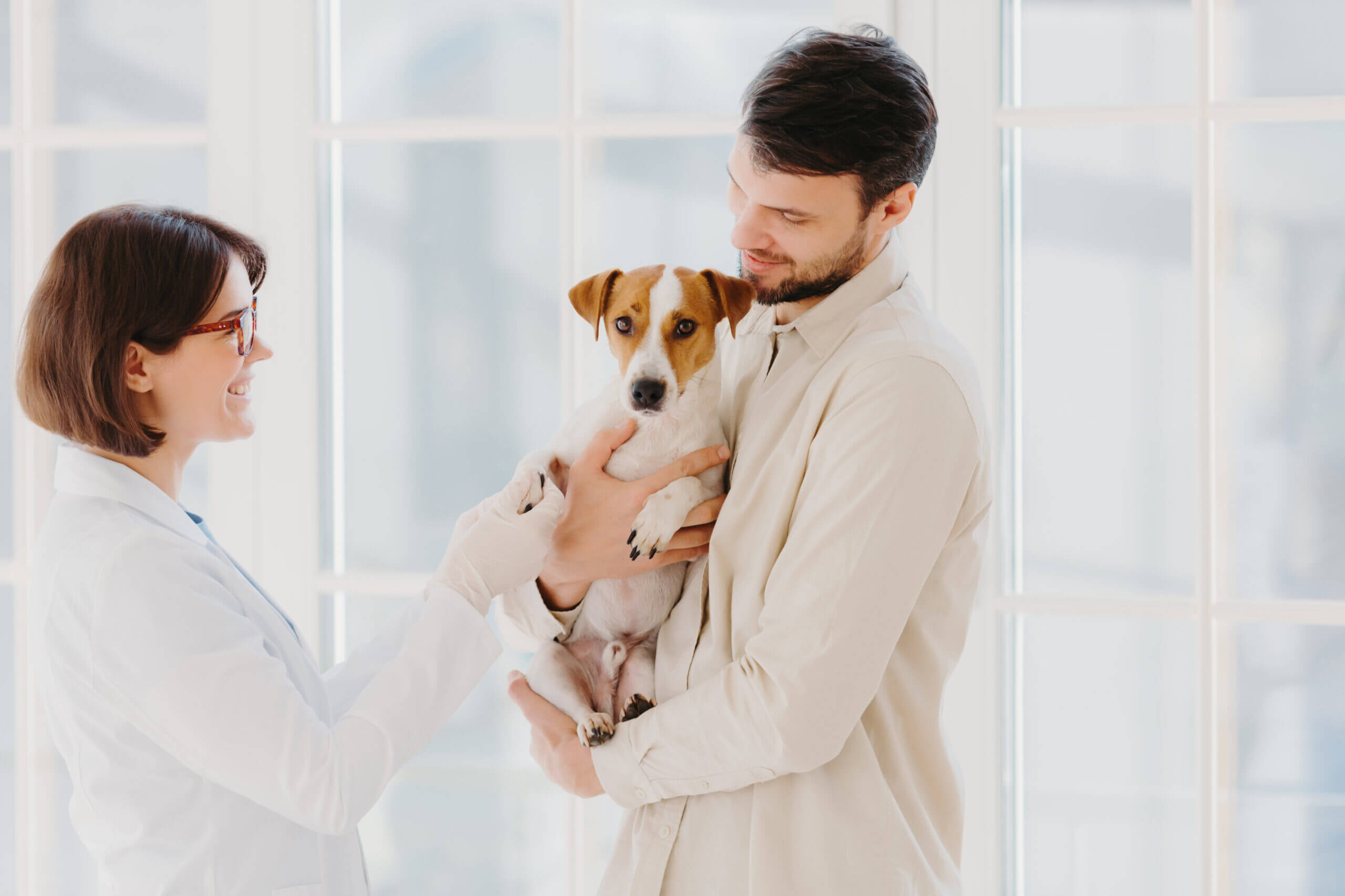 Horizontal shot of caring dog owner carries pet on hands, shows to animal specialist. Jack russell terrier being examined by vet in private clinic, stand indoor against window. Vet examining