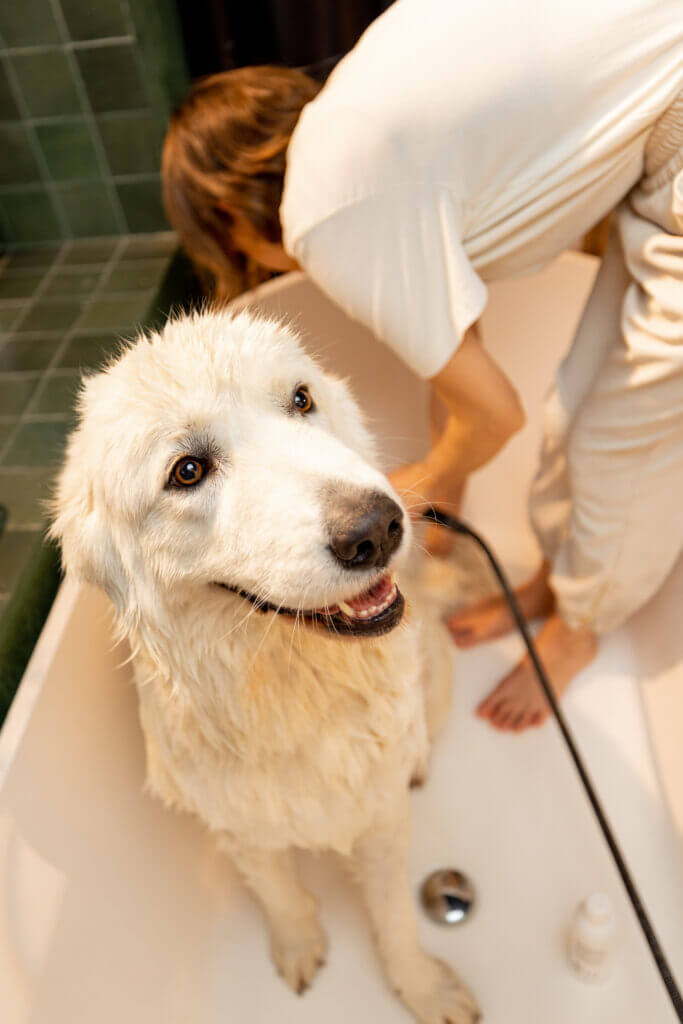 Dog takes a shower in bathtub