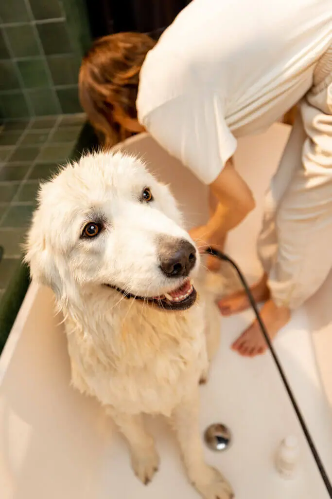 Private dog sales care near me