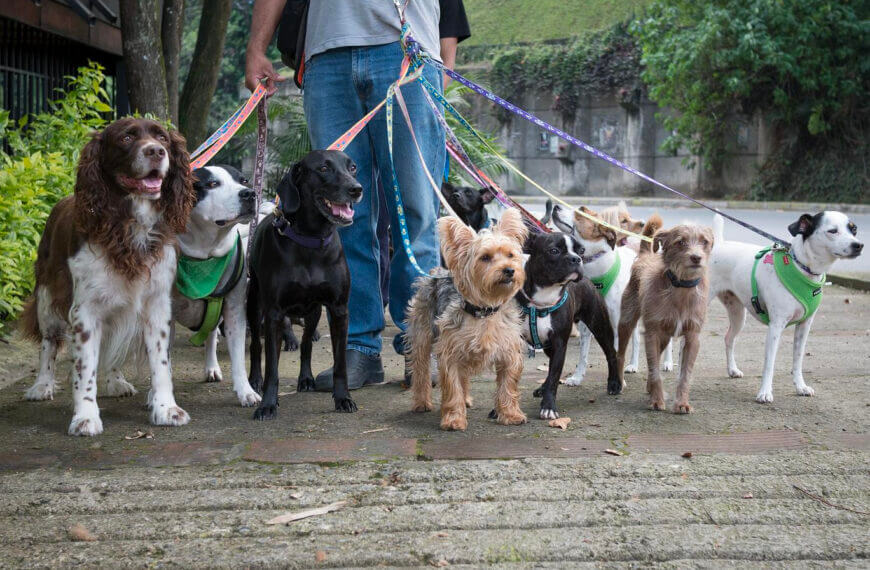 ESP Pet Specialists Updated Dog Walking Services Page to Provide Even More Helpful Information About Their Offerings