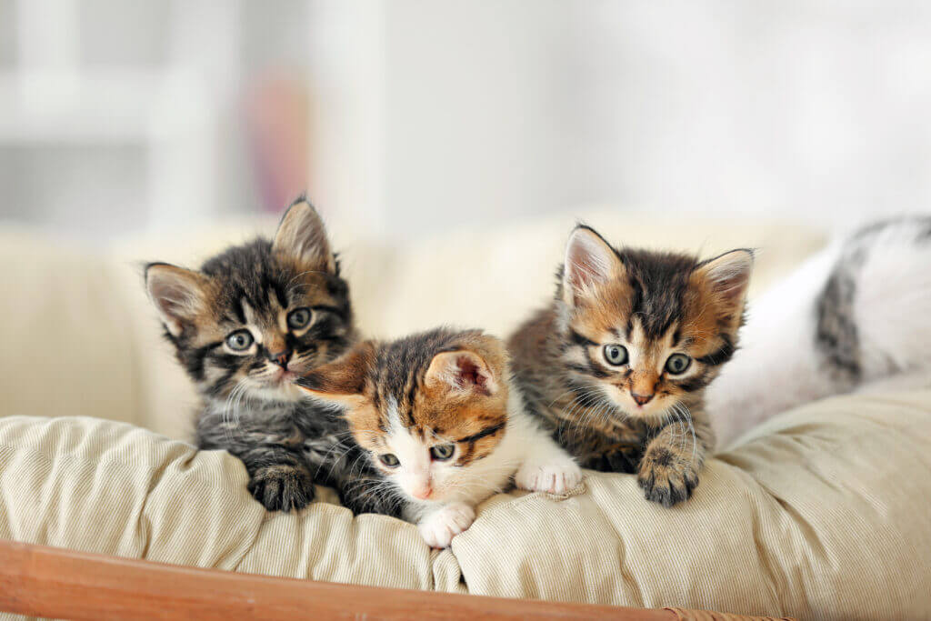 proper care for your new kitten blog img