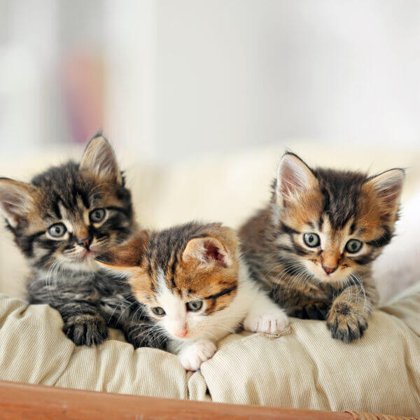 Proper Kitten Care: How to Ensure Your Feline Friends Thrive from Birth to 6 Months Old