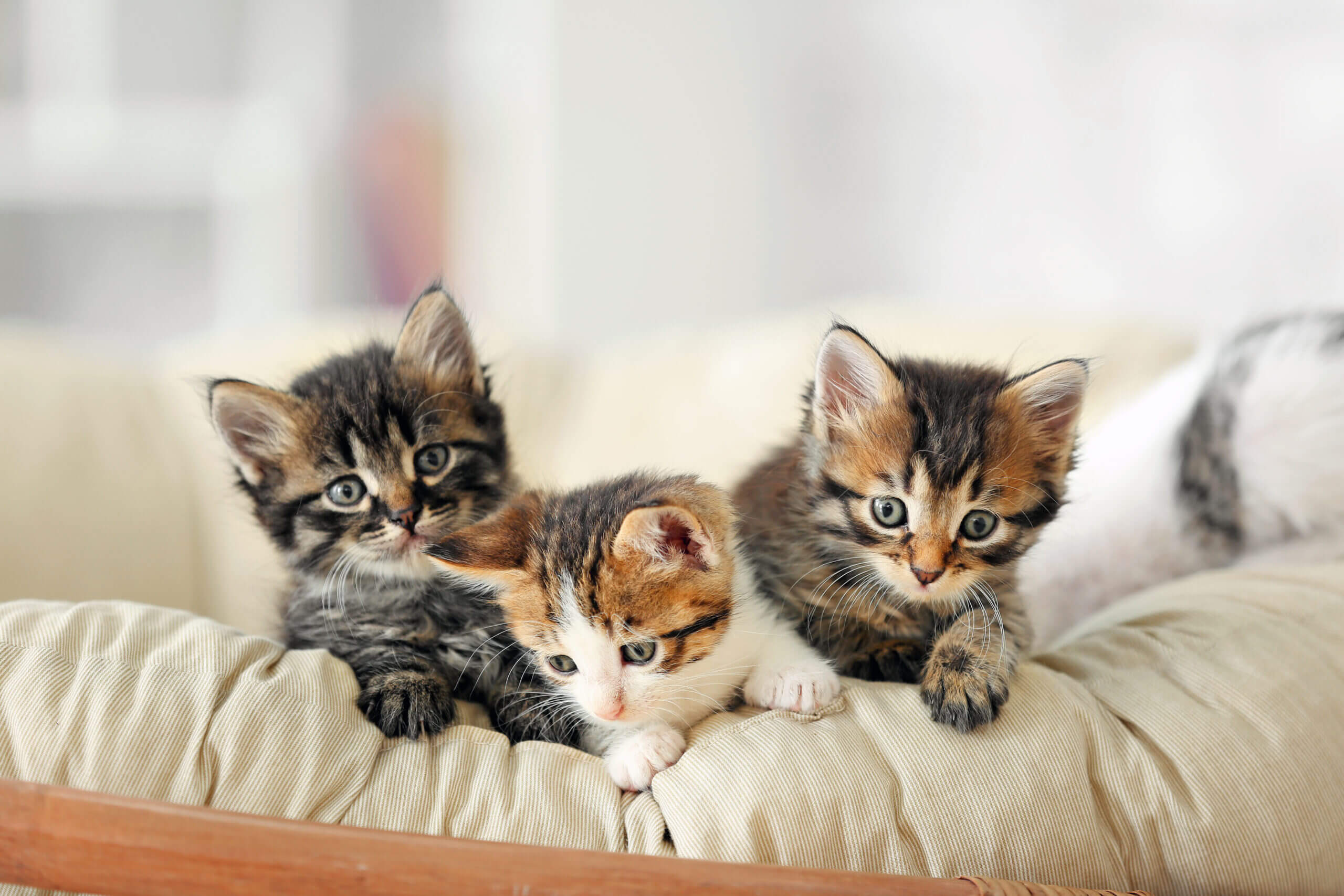 Proper Kitten Care: How to Ensure Your Feline Friends Thrive from Birth to 6 Months Old