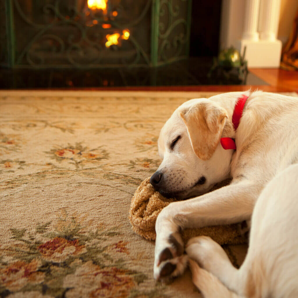 A yellow lab is pictured sleeping peacefully on a plush blanket in a living room.