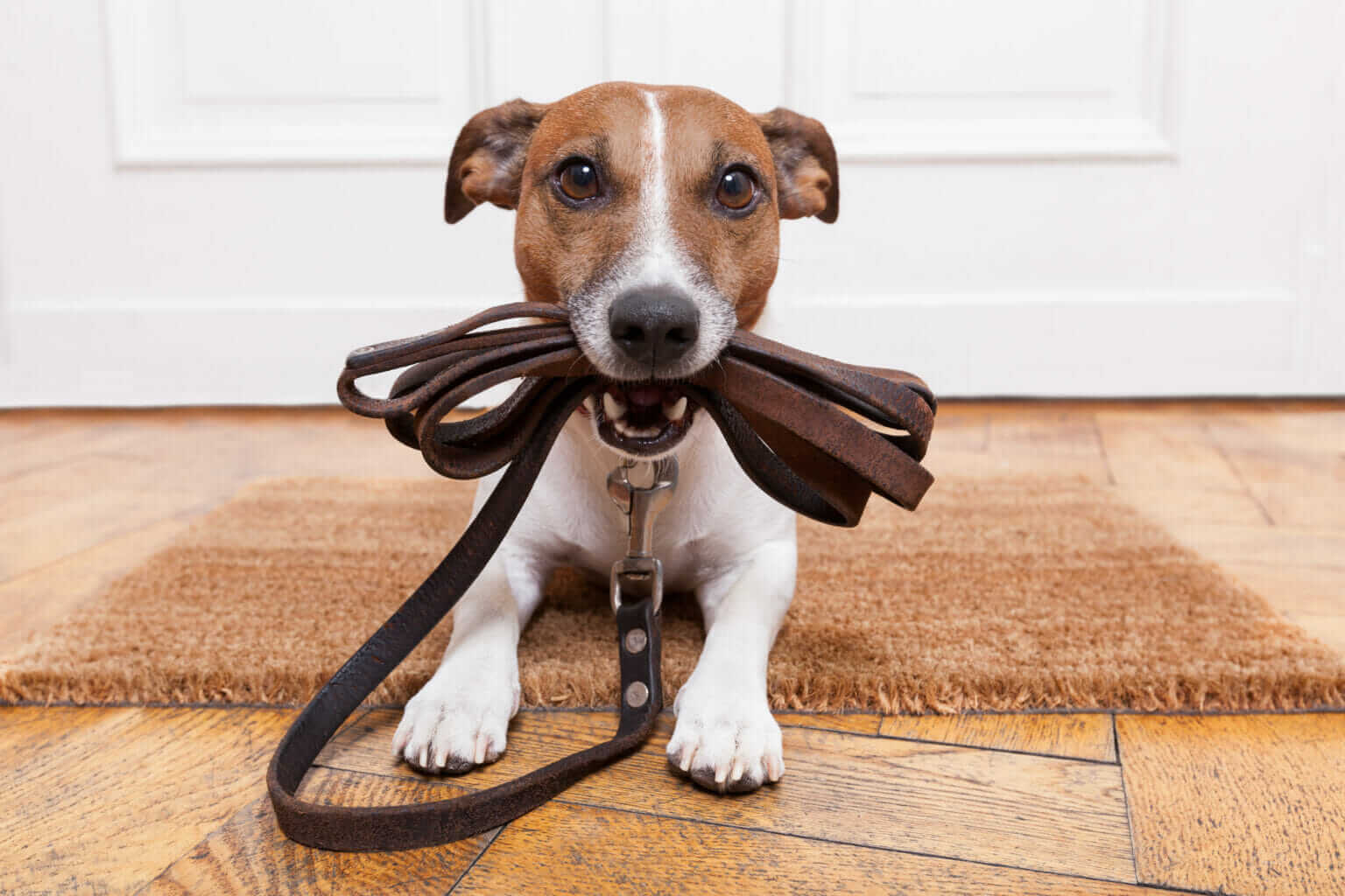 Trusted Dog Walkers Near Me In Northern New Jersey trusted-dog-walkers-near-me-in-northern-new-jersey