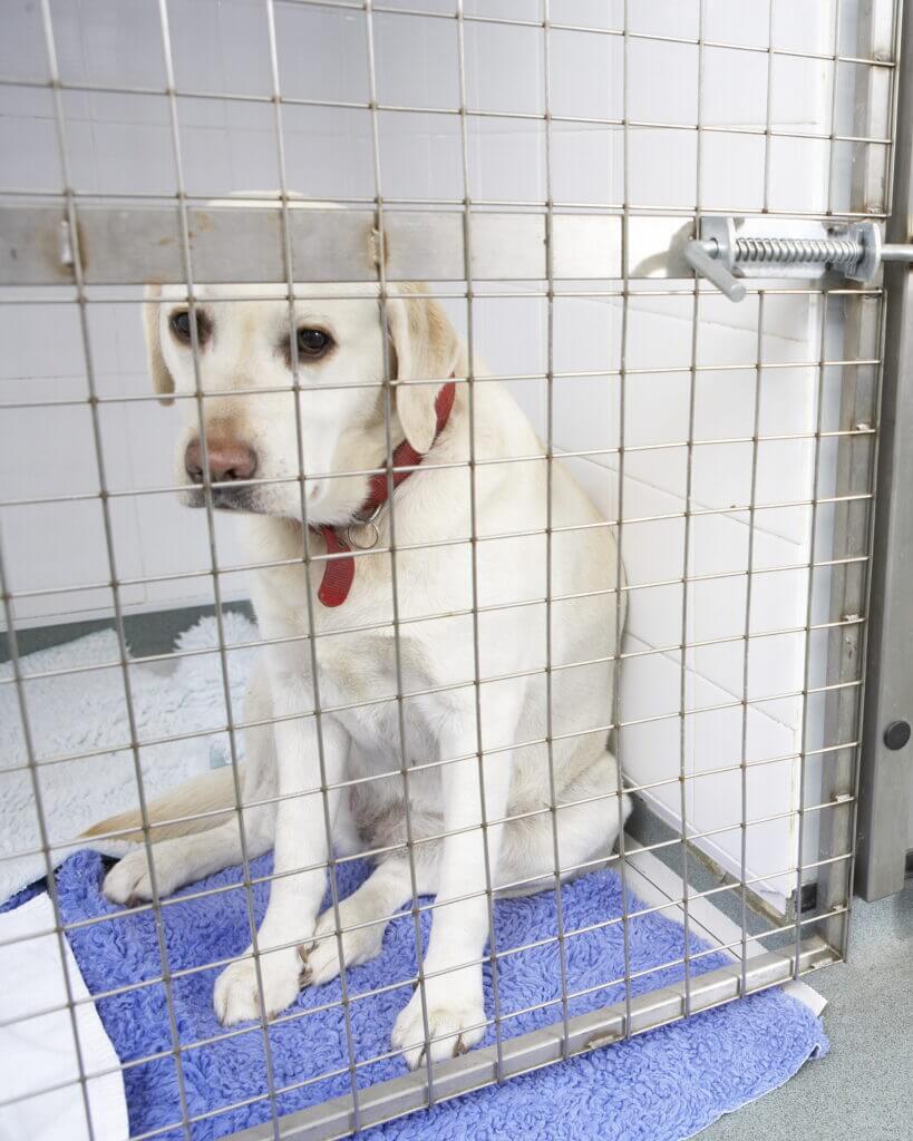A Yellow Lab is pictured sitting inside of a cage at a kennel. Looking sad, the dog is probably wondering where his owner is.
