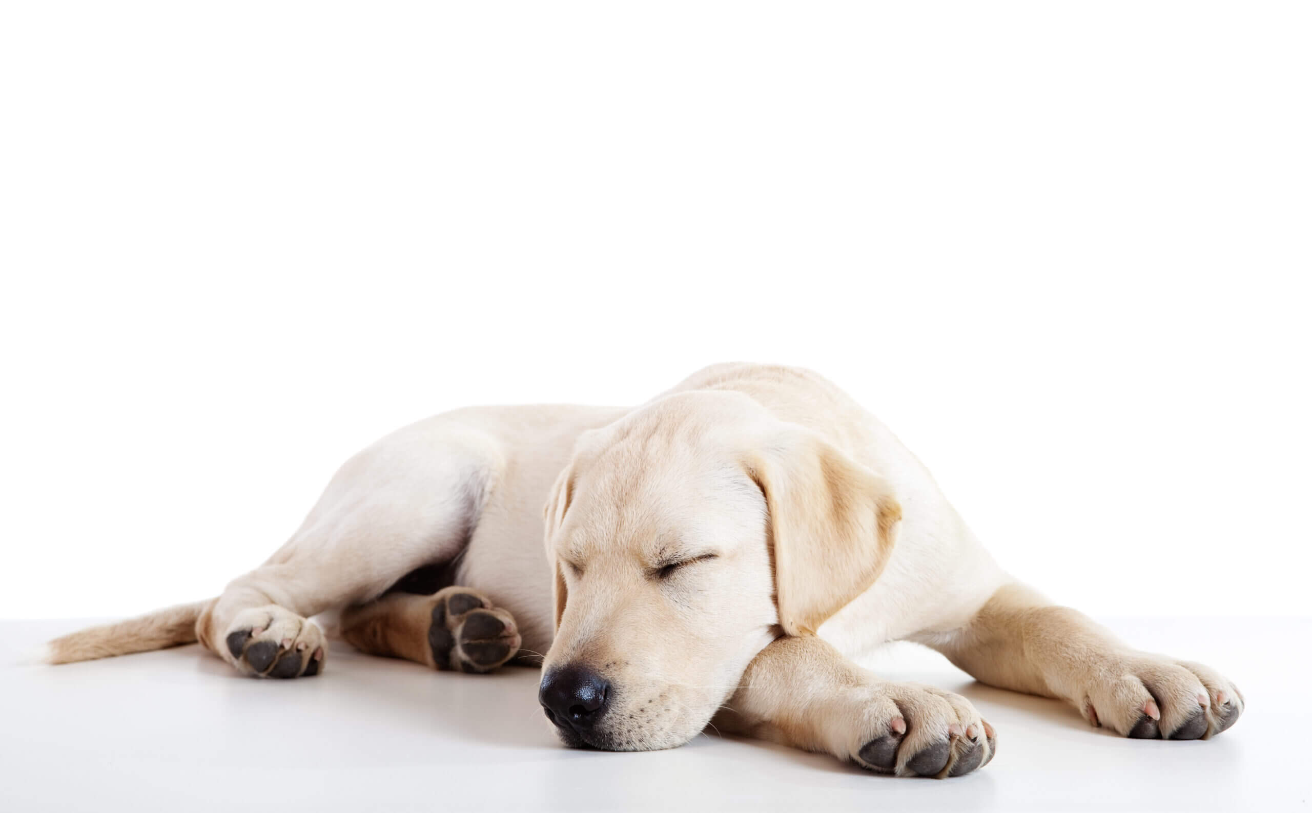 Dog Boarding Header Image