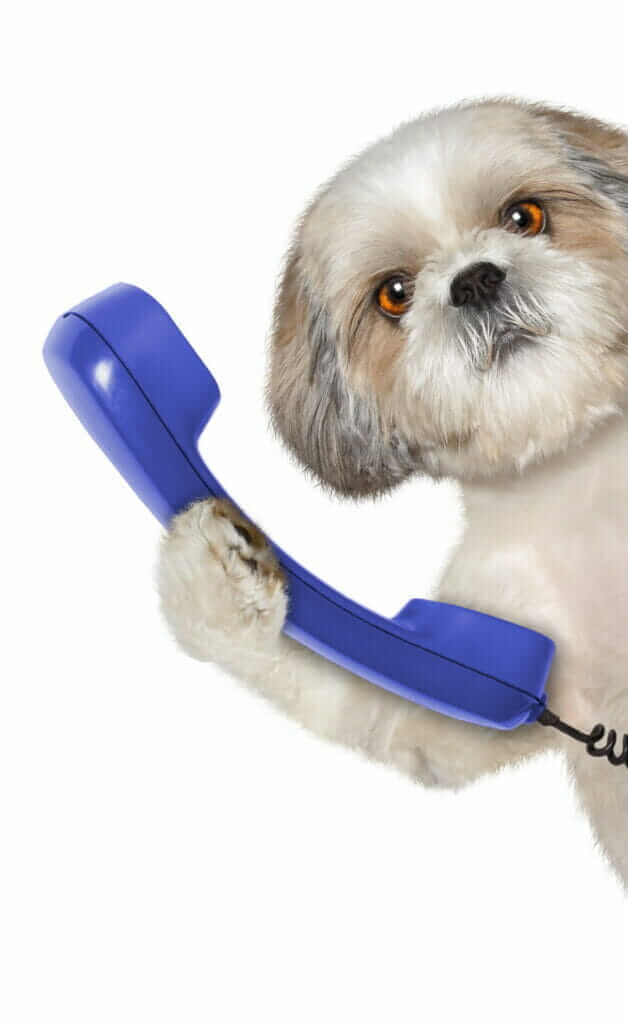 Dog - Contact Image