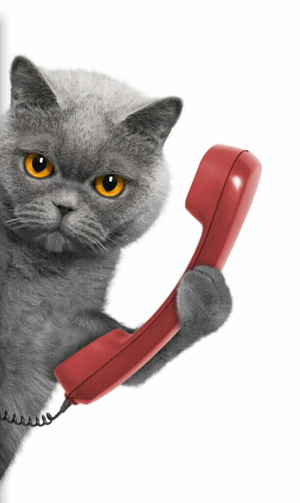Cat - Contact Image