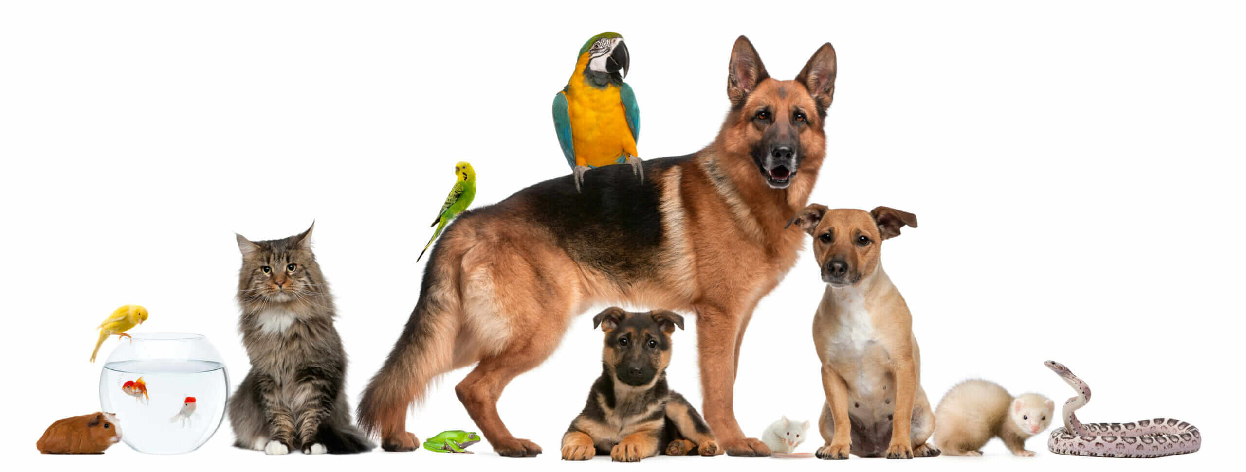 Pet Car Header Image