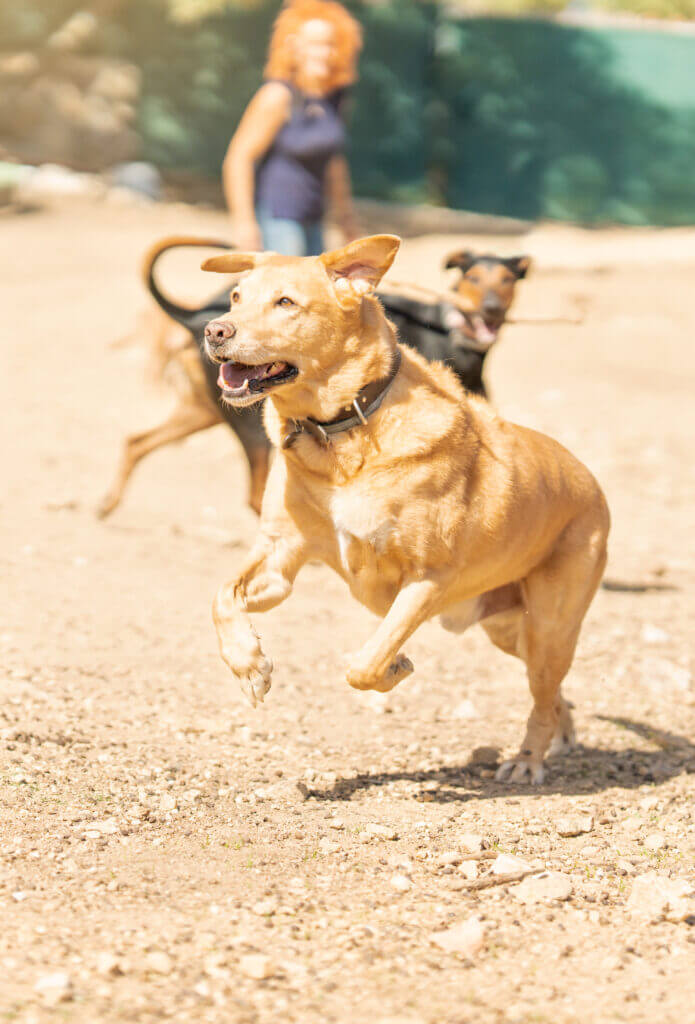 Woman throwing a ball to several dogs to play in a park