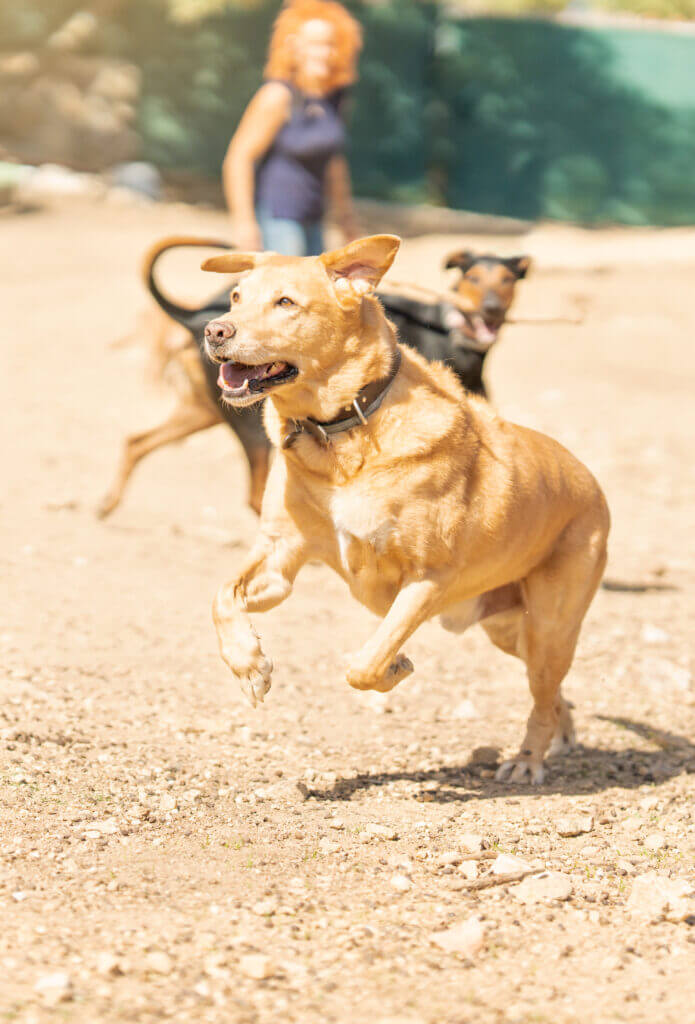 Woman throwing a ball to several dogs to play in a park